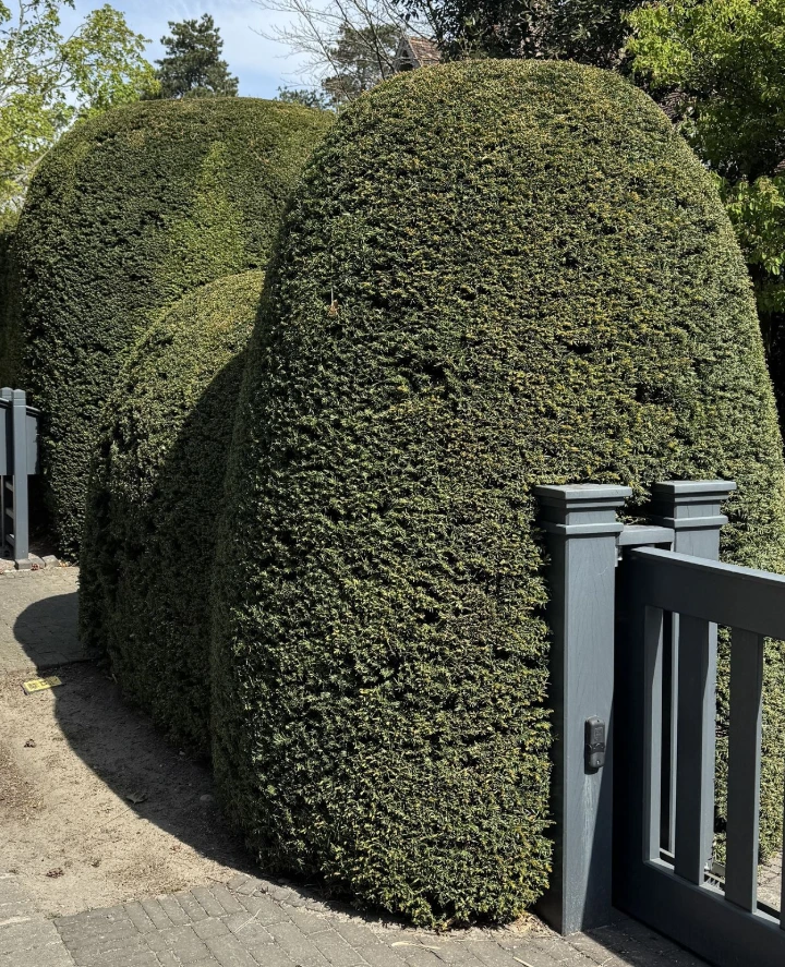Haie taxus
