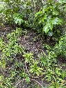 Jardin jungle a bruxelles (3) bis.webp