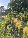 Article de blog 'Les jardins de vivaces et graminées : effet de mode ou évolution durable ?' cover image.webp